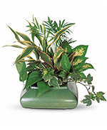 Small Garden Dish Small Garden Dish