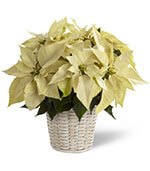 White Poinsettia Basket (Small) White Poinsettia Basket (Small)